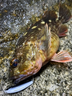 カサゴの釣果