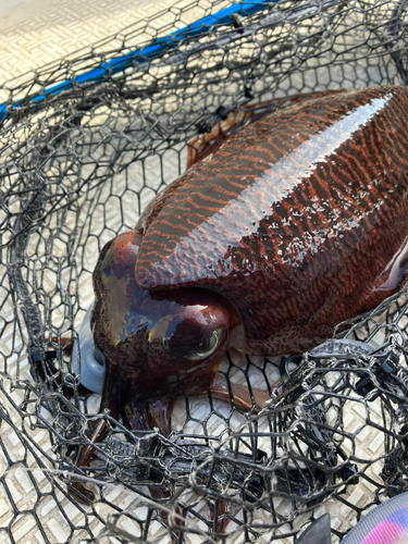 モンゴウイカの釣果