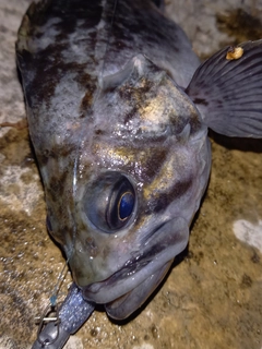 クロソイの釣果