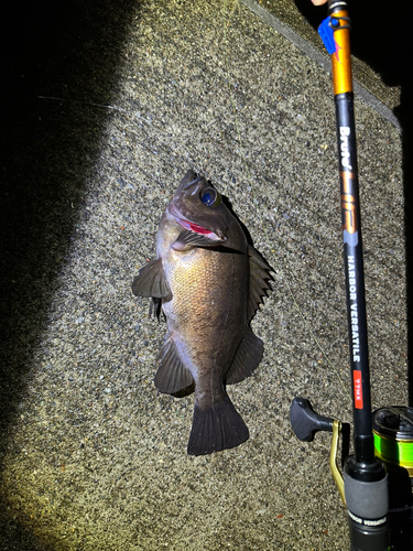 メバルの釣果