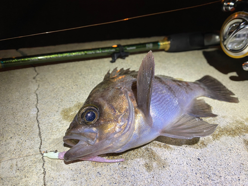 シロメバルの釣果