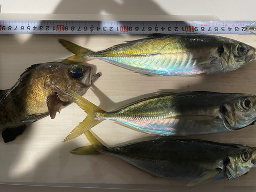 アジの釣果