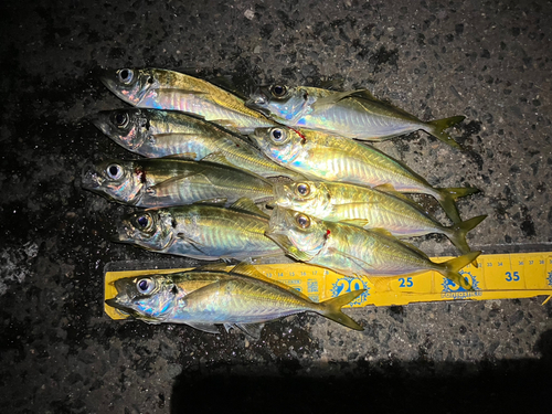 アジの釣果