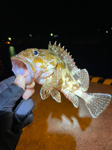 アラカブの釣果