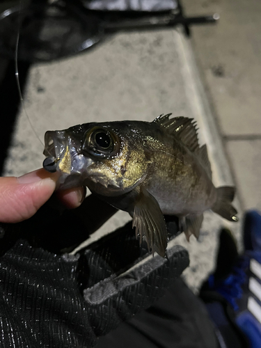 アカメバルの釣果