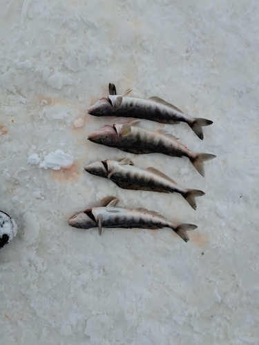 ホッケの釣果