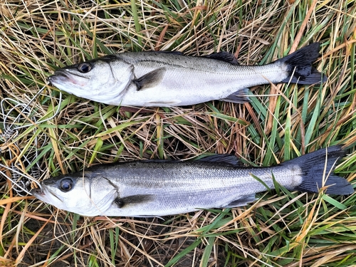 スズキの釣果