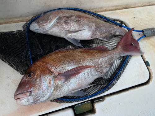 マダイの釣果