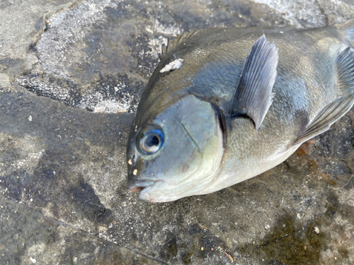 オナガグレの釣果