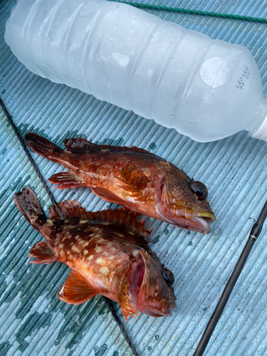 カサゴの釣果