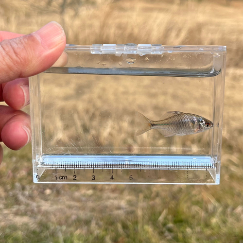 タイリクバラタナゴの釣果