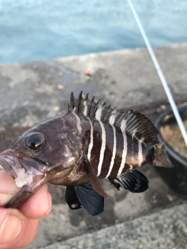 ハタの釣果