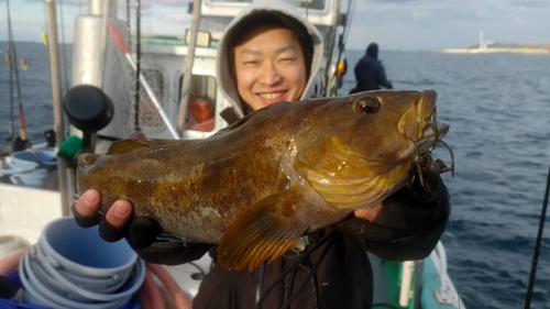 アイナメの釣果