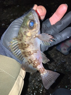 クロメバルの釣果