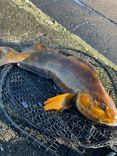 アイナメの釣果