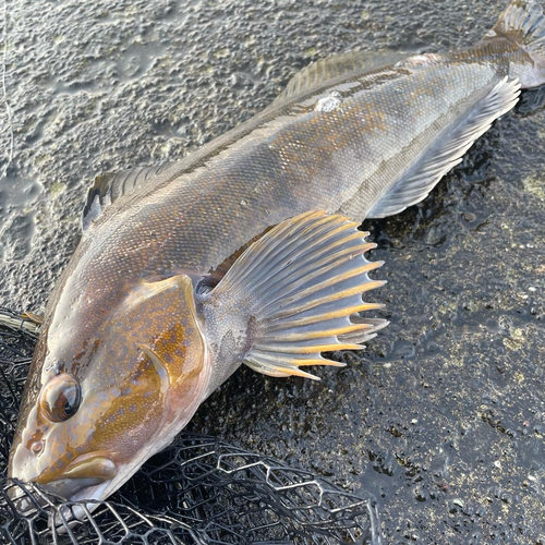 アイナメの釣果