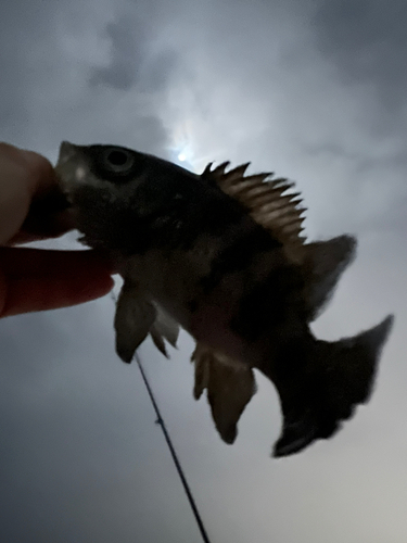 シロメバルの釣果