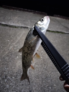 ウグイの釣果