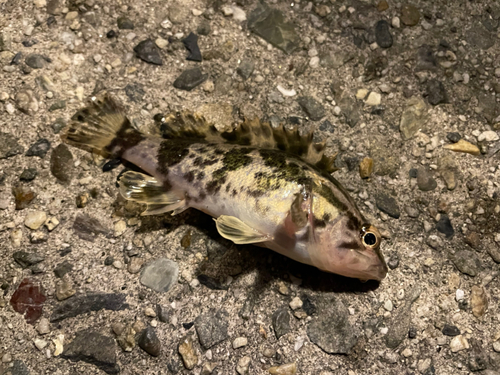 タケノコメバルの釣果