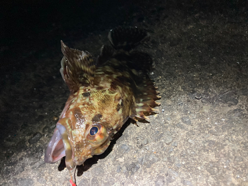 カサゴの釣果