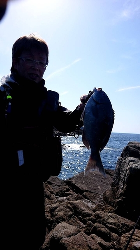 グレの釣果