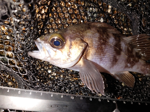 メバルの釣果