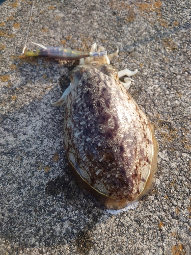 コウイカの釣果