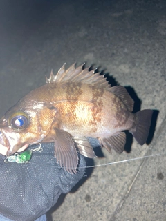 シロメバルの釣果