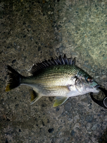 キビレの釣果