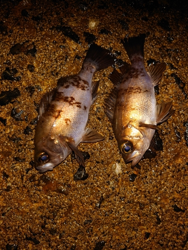 シロメバルの釣果