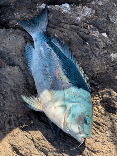 クチブトグレの釣果