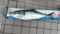 ブリの釣果