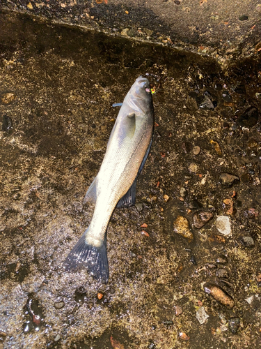 セイゴ（マルスズキ）の釣果