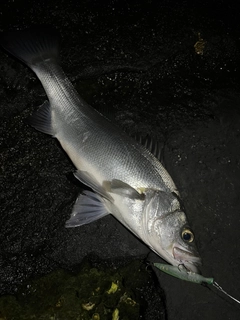 ヒラスズキの釣果