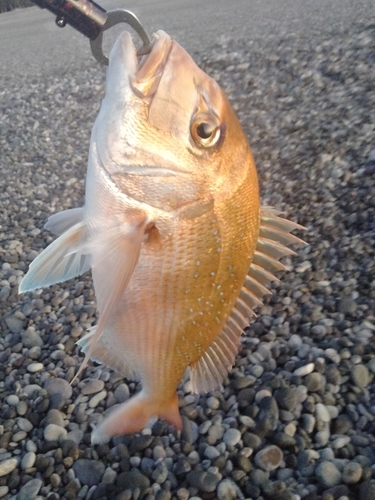 釣果