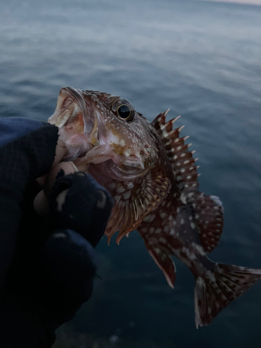 カサゴの釣果