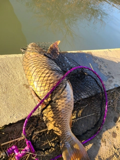 コイの釣果