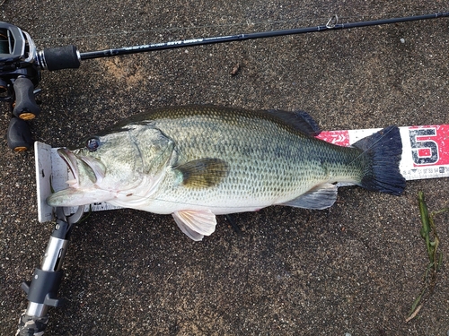 ブラックバスの釣果