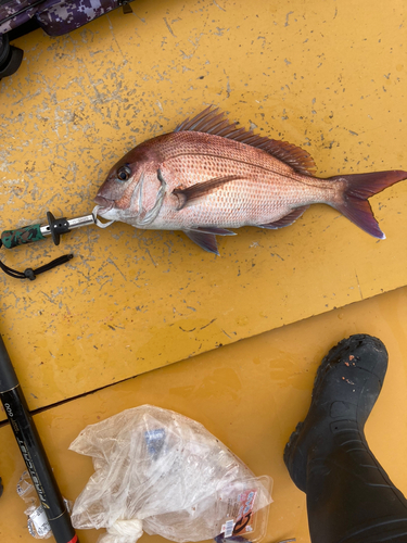 マダイの釣果