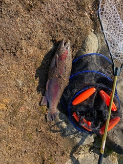 トラウトの釣果