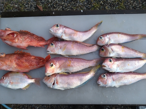 アマダイの釣果