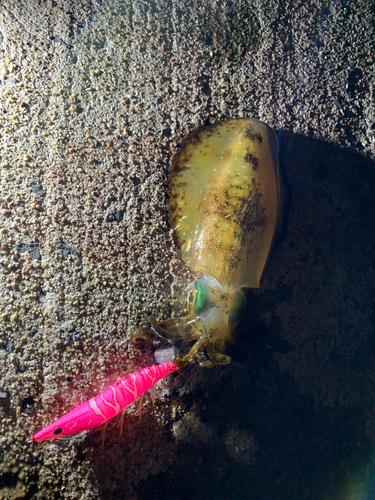 ミズイカの釣果