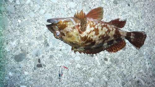 カサゴの釣果