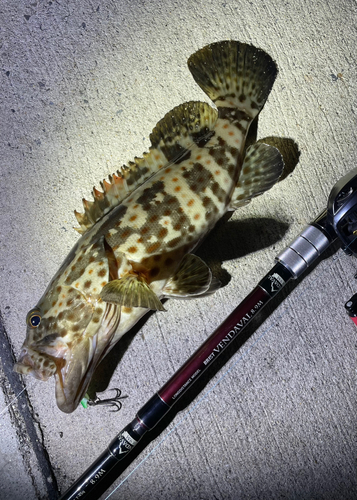 チャイロマルハタの釣果