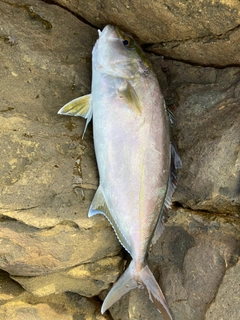 カンパチの釣果