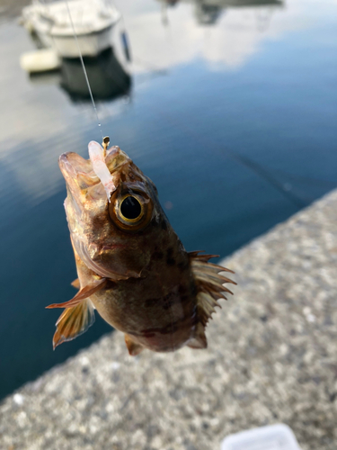 アカメバルの釣果