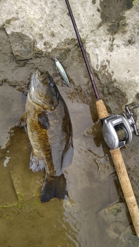 スモールマウスバスの釣果