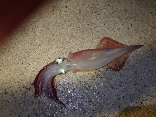 ヤリイカの釣果