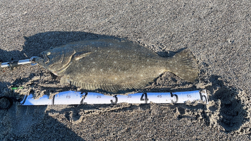 ヒラメの釣果