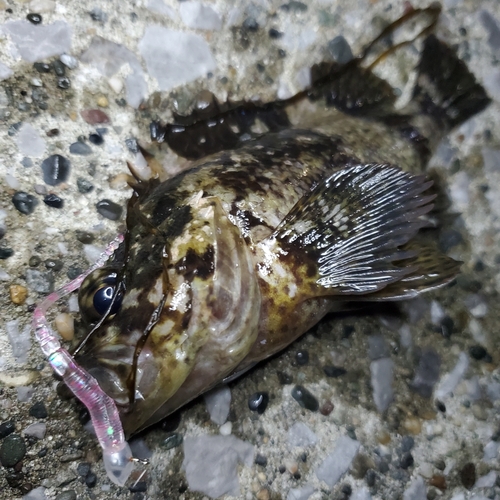 タケノコメバルの釣果